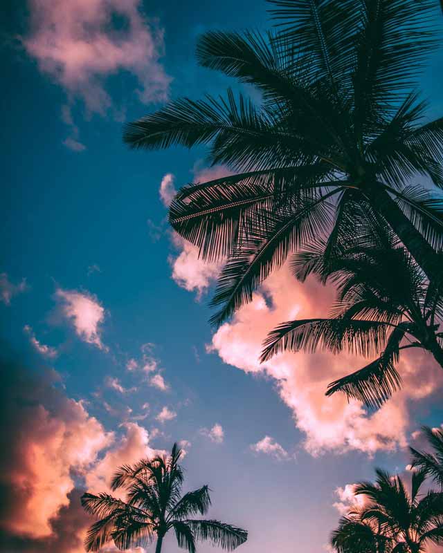 Palm trees at the beach